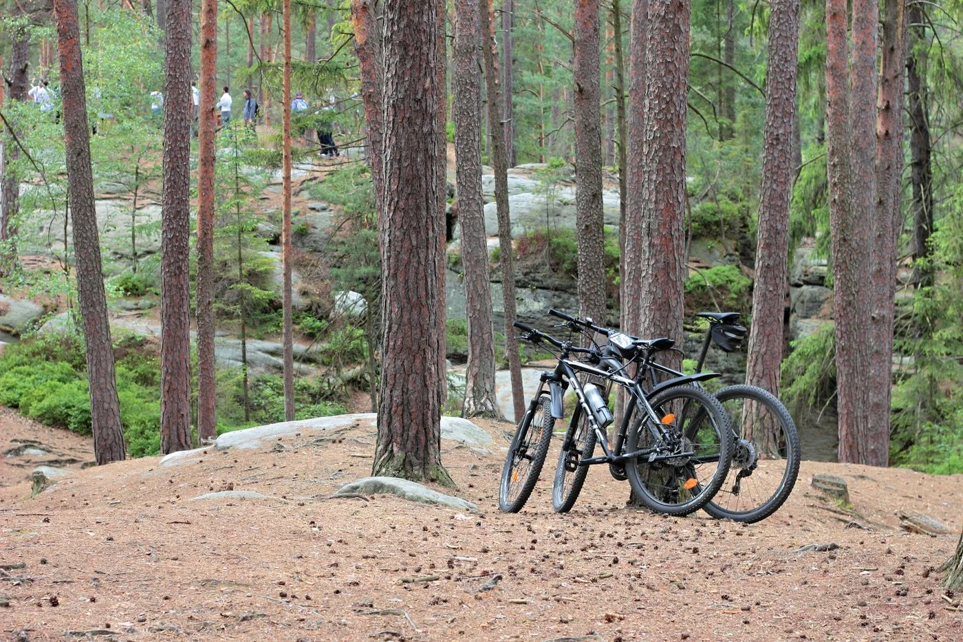 Mountain bikes parked in woodland
